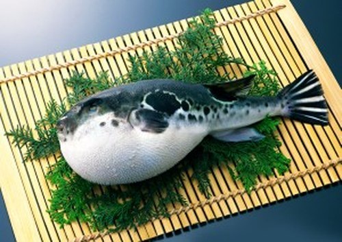 Чтобы приготовить рыбу фугу требуется учится около 7-10 лет.