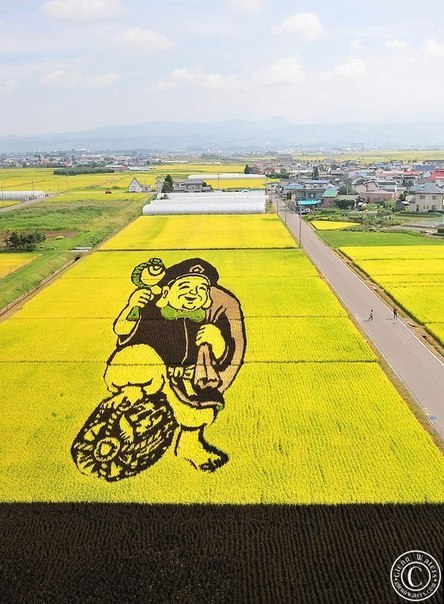 Выращивание риса в японии. Рисовое поле как искуство!