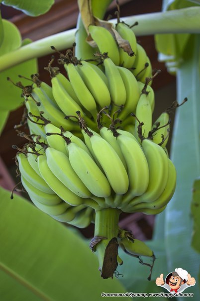 Интересное про бананы