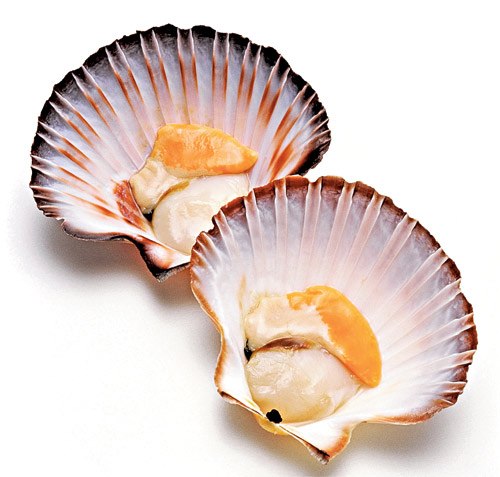 Морской гребешок — один из самых изысканных морских деликатесов.