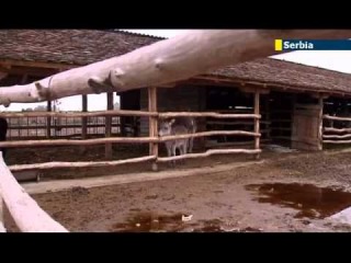 В Сербии производят сыр из ослиного молока