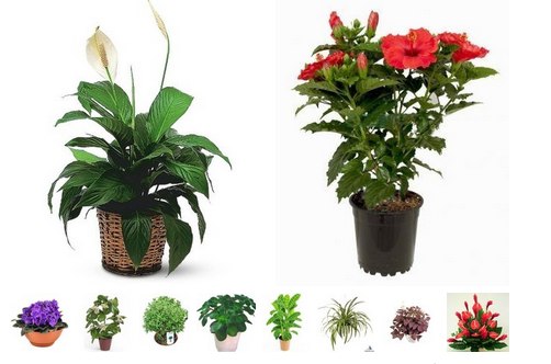 10 растений, которые принесут в ваш дом любовь.
