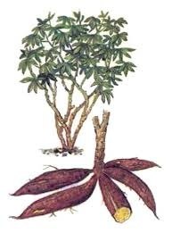 Манио́к съедо́бный, манио́т, касса́ва (лат. Manihot esculenta) — род растений семейства Молочайные, важное пищевое растение тропиков. Кассава (латинское название Manihot utilissima Pohl) — африканское название маниока (это название происходит из Бразилии, где это растение так называют тупи-гуарани, а в остальной Южной Америке растение известно как юка (yuca) — название, несколько похожее на юкка (yucca, другое растение из семейства Agavaceae) — в результате чего на русском языке иногда имеет место путаница названий. Сугубо кассавой нередко именуют только муку из маниока. Это многолетнее вечнозелёное кустовое растение из семьи молочайных, широко культивируется в Африке. В еду используют похожий на картофелину корень. Маниок достигает двух с половиной метров в высоту; корень может достигать восьми сантиметров в диаметре и одного метра в длину, масса варьируется от трех до десяти кг. В корнеплодах много крахмала. В сыром виде корнеплоды очень ядовиты, и употребляются в пищу лишь вареными или печеными. Из сырого маниока делают крупу (тапиоку), из которой варят кашу, а сушеный маниок перемалывают в муку, из которой пекут тонкие лепешки, известные как «хлеб из кассавы».