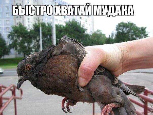 "Кортоха с птицей" 